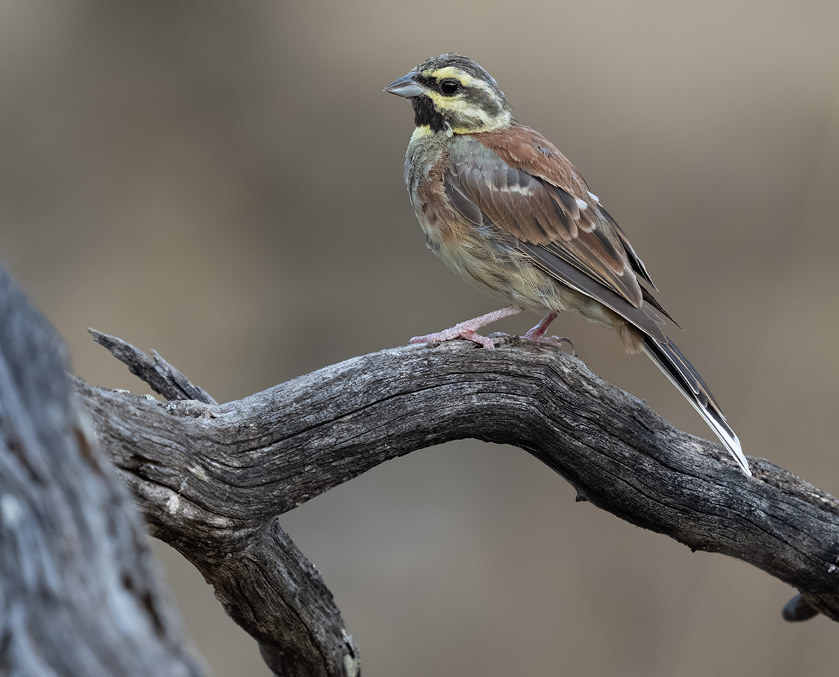 Cirlgors — vogelfotografie